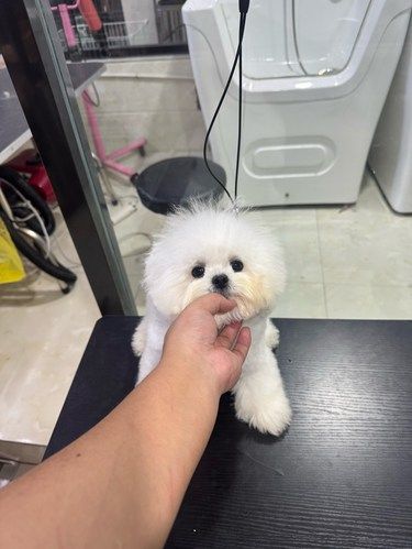 超小体韩系比熊种公对外借配 借配回收幼仔♻️