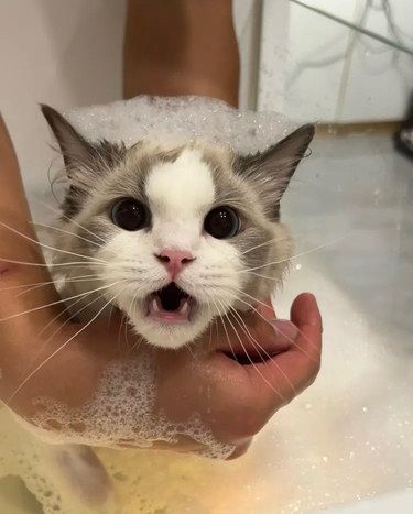 喵咪水疗享受时