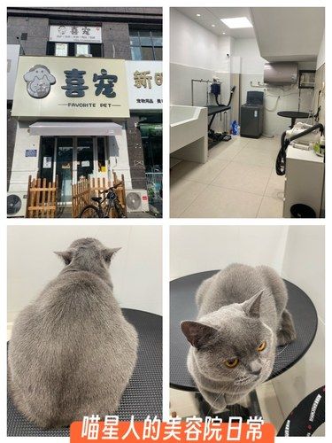 秒变香香小猪咪