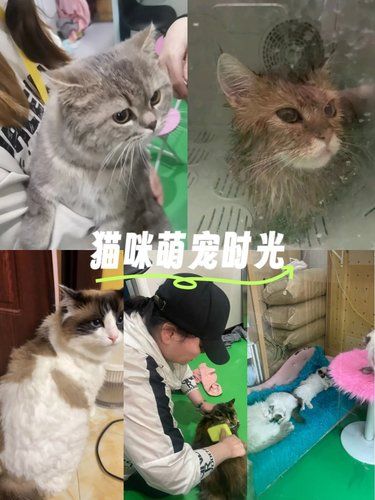 喵星人的豪气有求必应