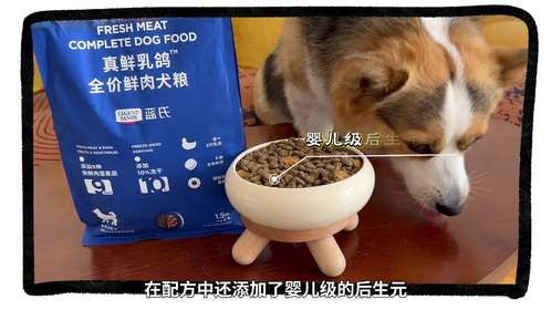 狗是杂食动物吗？