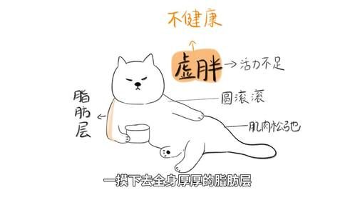 猫为什么干吃不胖？