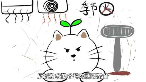 新手养猫攻略合集篇