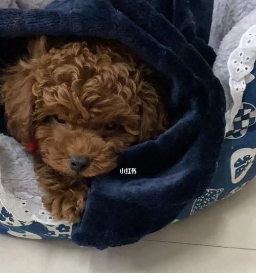 1个月小泰迪怎么养？（宠物养护指南，从喂养到训练全面解析！）