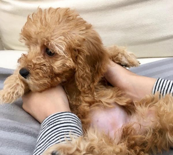 1个月小泰迪怎么养？（宠物养护指南，从喂养到训练全面解析！）