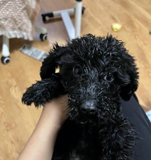 1个月小泰迪怎么养？（宠物养护指南，从喂养到训练全面解析！）