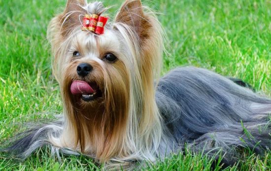 约克夏梗喂养技巧指南