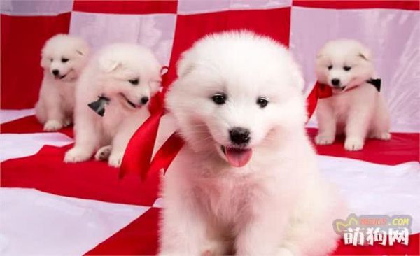 幼犬喂养的最佳方法,4大注意事项!