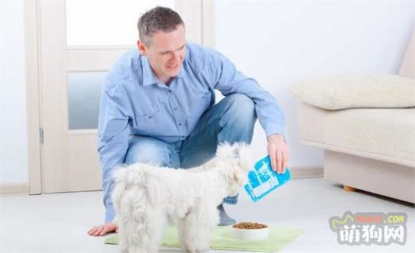 幼犬喂养的最佳方法,4大注意事项!