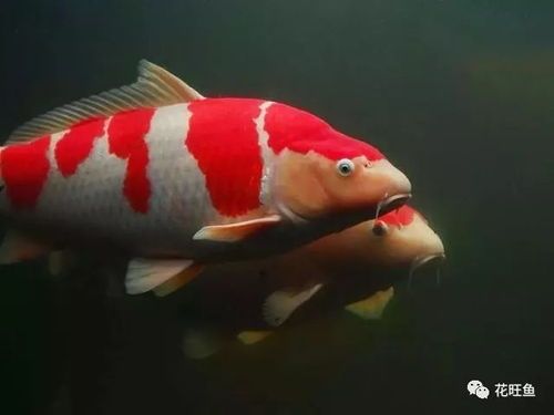 锦鲤病防治攻略，宠物鱼健康指南！