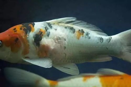 锦鲤病防治攻略，宠物鱼健康指南！