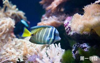 热带鱼红箭病防治攻略，一招解决！