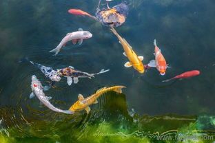 “养鱼必备！鱼塘里的小鸟宠物，防治鱼病好帮手！”