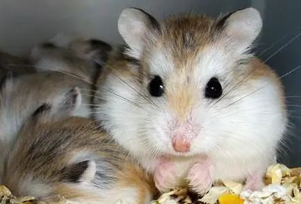 为什么很少有人养紫仓仓鼠?