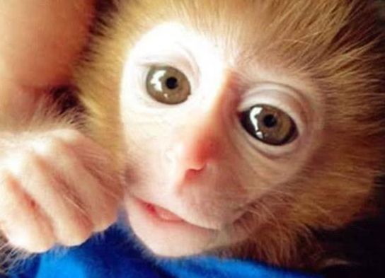 男子出差,把宠物猴送到乡下,回来去接时,这是外星人