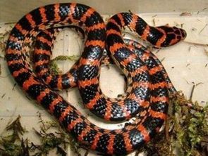 火三更蛇：火焰纹宠物蛇