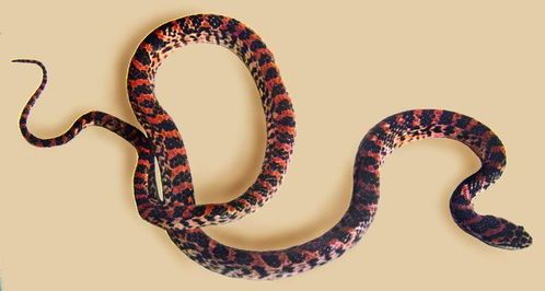 火三更蛇：火焰纹宠物蛇