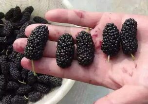 桑葚蛇，可爱宠物，色彩斑斓。