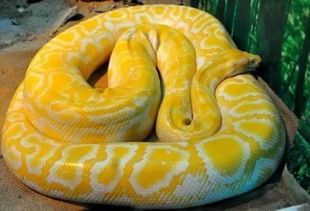 你家蛇宠物能活多久呢？