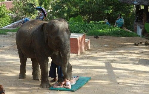 有一种爱打抱不平哺乳动物,温顺得像宠物,因为吃得多没人养得起