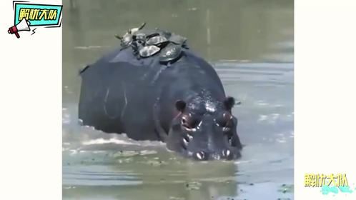 动物出门，方式惊人，你们也爱顺风车？