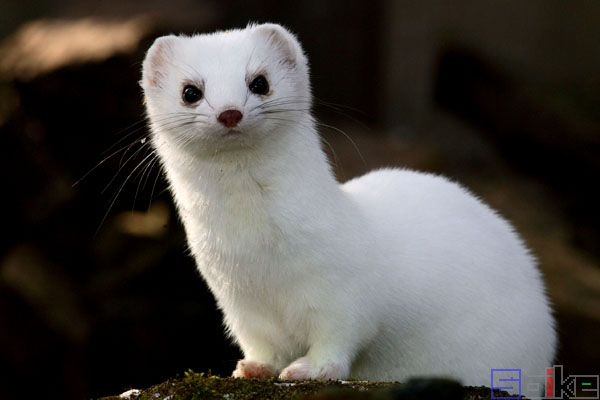 白鼬_扫雪鼬_短尾黄鼠狼_短尾鼬