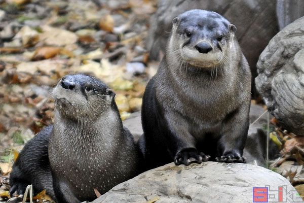 北美水獭_北方水獭_加拿大水獭