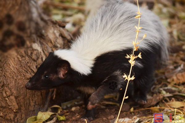 大尾臭鼬_冠臭鼬