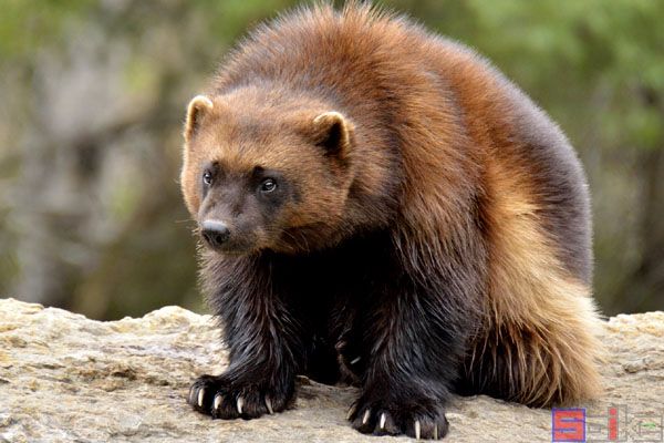 貂熊_狼獾_月熊_飞熊_熊貂_掌熊_山狗子_土狗子