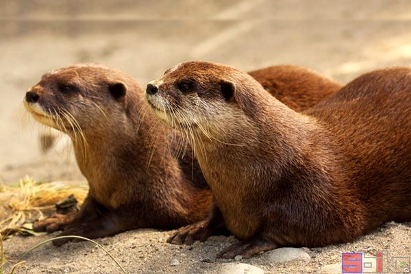 非洲小爪水獭_刚果小爪水獭_扎伊尔小爪水獭