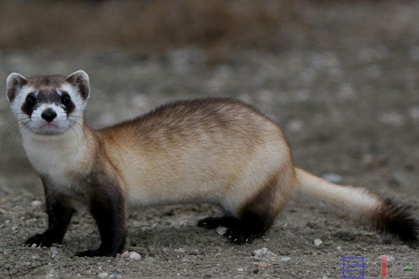 黑足鼬_黑足雪貂_黑脚貂_黑眼鼬