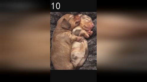 最有趣的猫和狗宠物