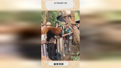 这个家伙属于几级？