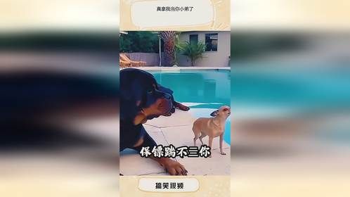 真拿我当你小弟了