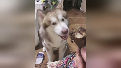  小狗狗的报复心有多强 