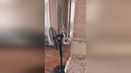  看一只狗子都眉清目秀 