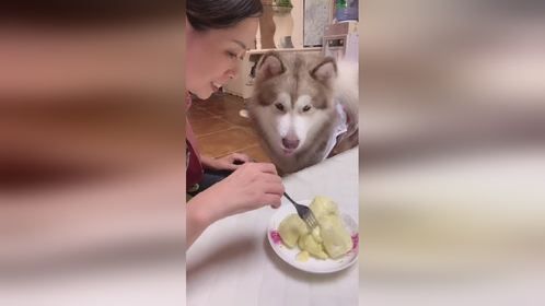  养一只会说话会撒娇的狗狗 