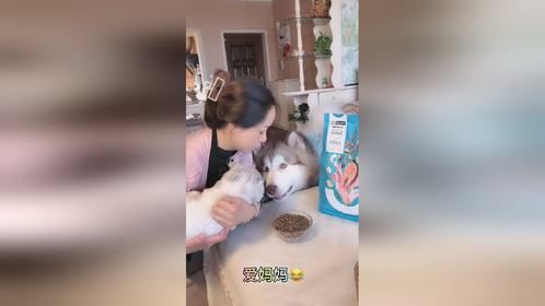 养一只会说话会吃醋的狗狗
