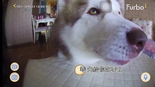 我们的狗狗居然学会给我打视频电话了？ 