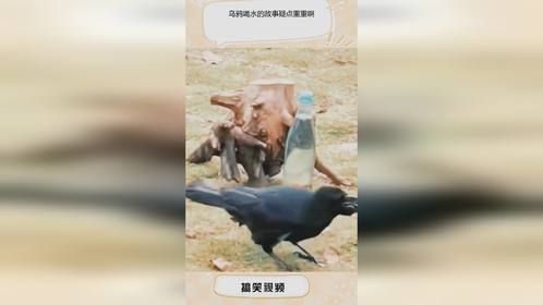 乌鸦喝水的故事疑点重重啊