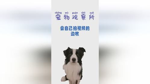 会自己拍视频的边牧