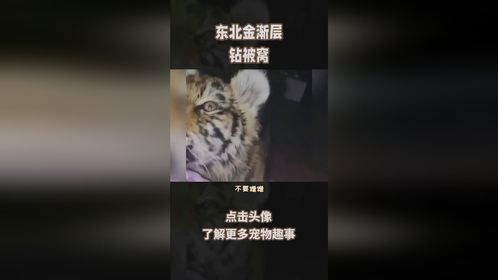 东北金渐层钻被窝