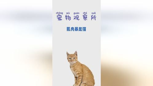 肌肉暴龙猫