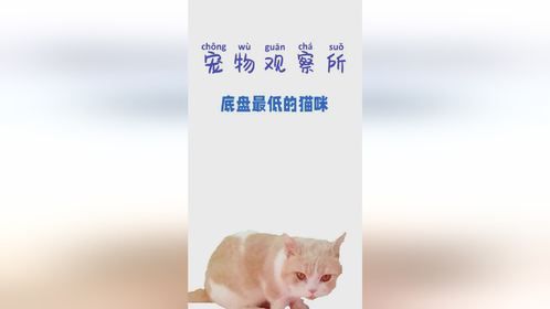 底盘最低的猫咪