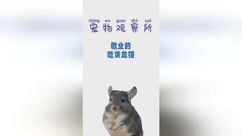 敬业的吃货龙猫