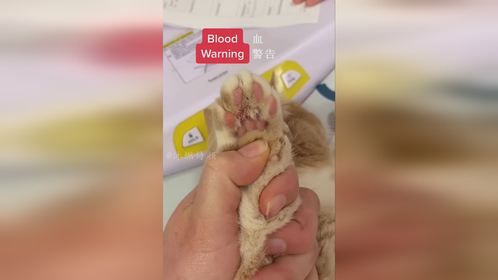 猫咪的小爪子受伤了，消炎处理