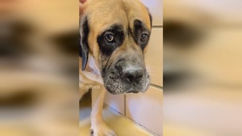 让它们感受到人类的温暖与关爱