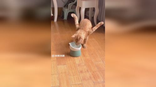 可它爱着这个世界