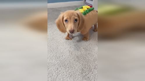 小狗不是热狗喂！