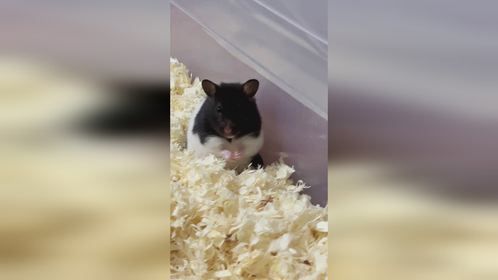 爱干净的奶牛熊